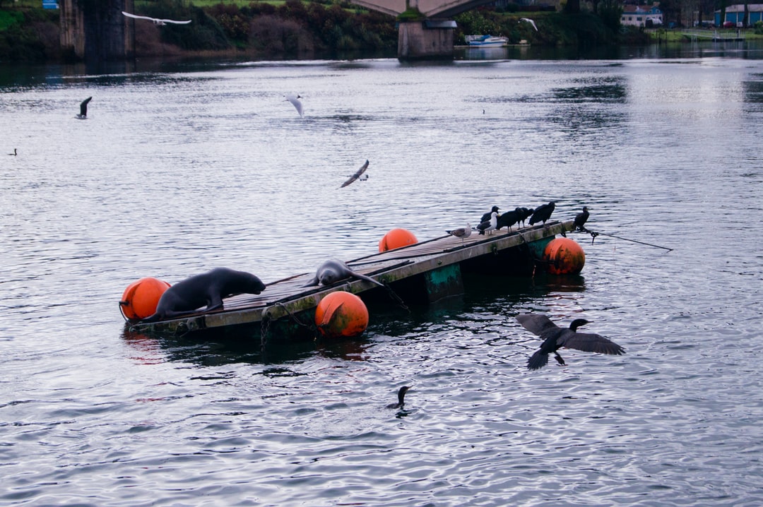 How to avoid tourist scams in Valdivia Chile