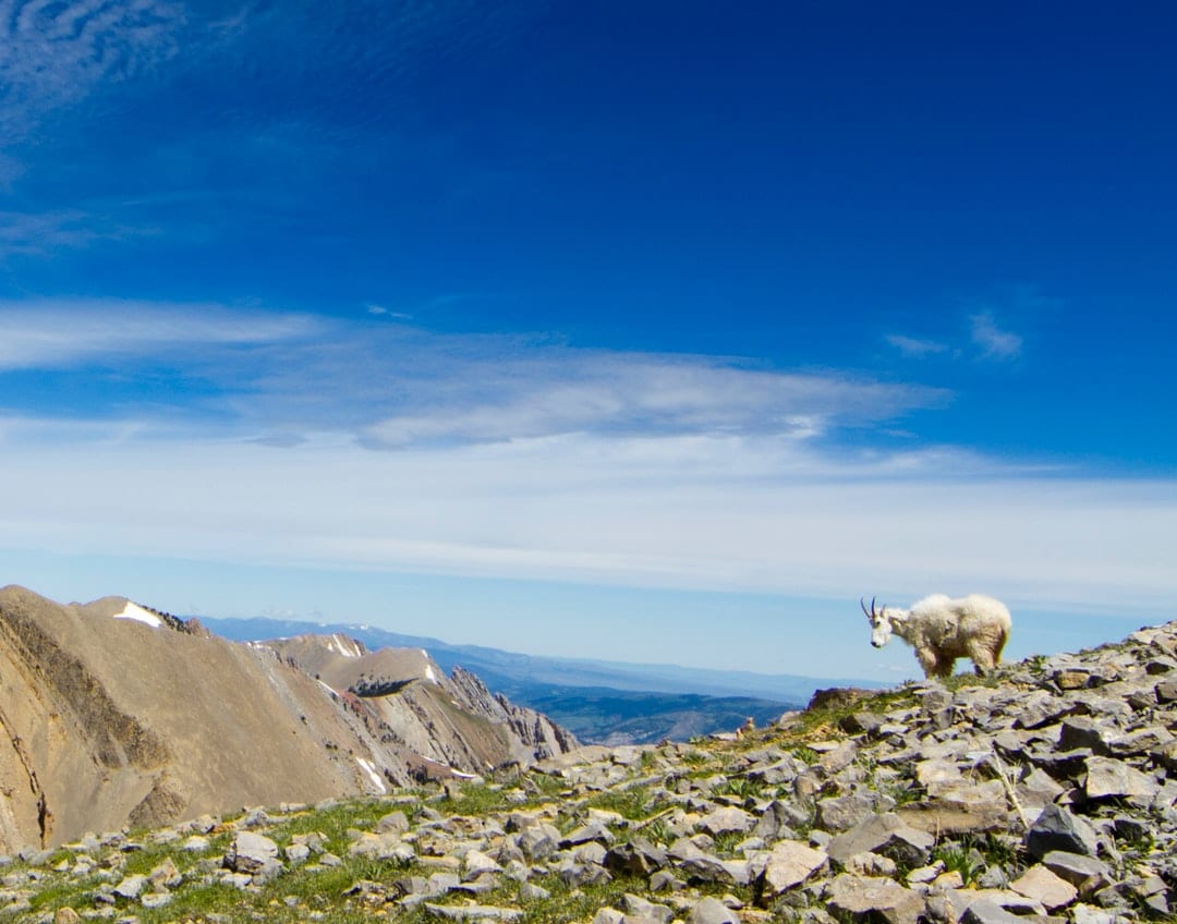 How to avoid tourist scams in Bozeman USA