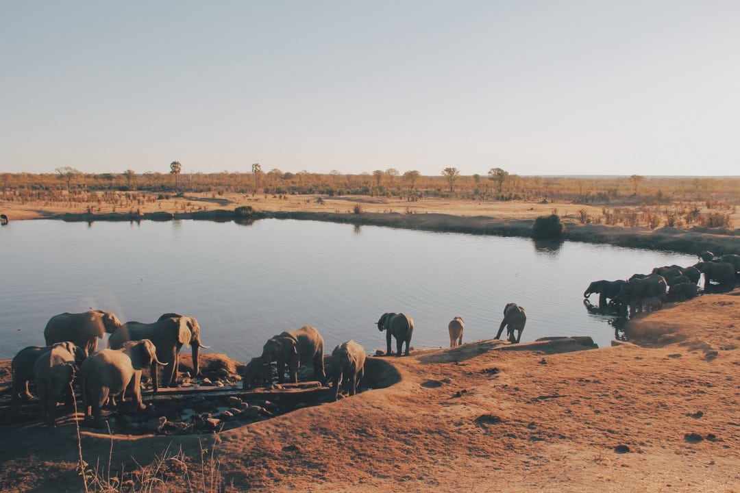 Rapid Lateral Flow Test in Chegutu Zimbabwe