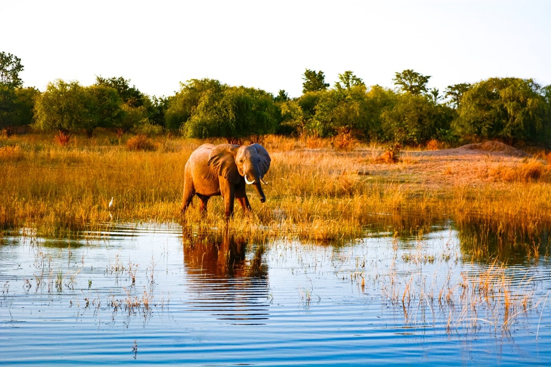 Rapid Lateral Flow Test in Kariba Zimbabwe